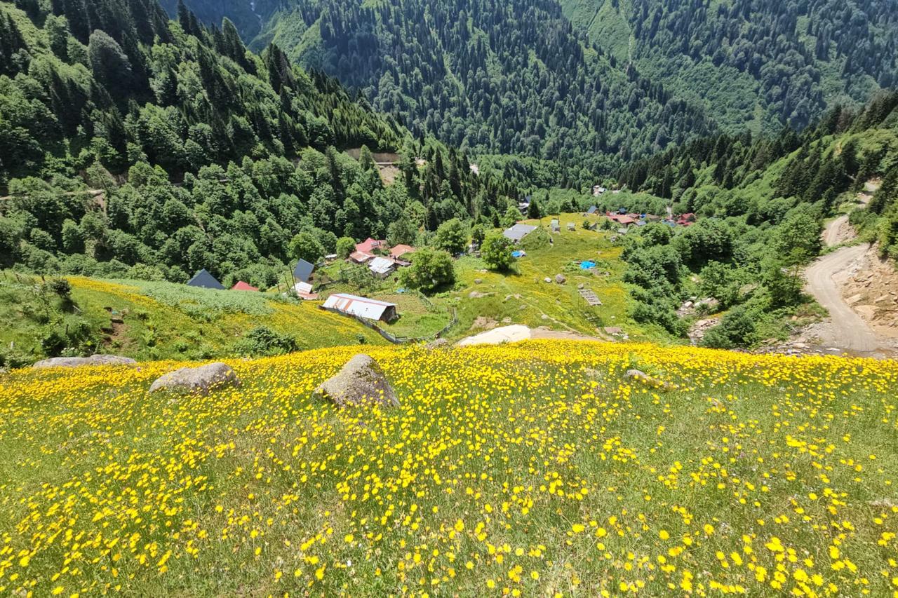 Yellow flowers transform Türkiye's Kackar Mountains into postcard-like landscape