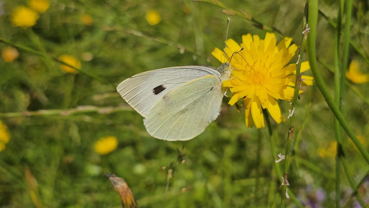 A white butterfly rests on a yellow wildflower in Kackar Mountains National Park in Camlihemsin, Rize, northeastern Türkiye, July 15, 2026. (AA Photo)