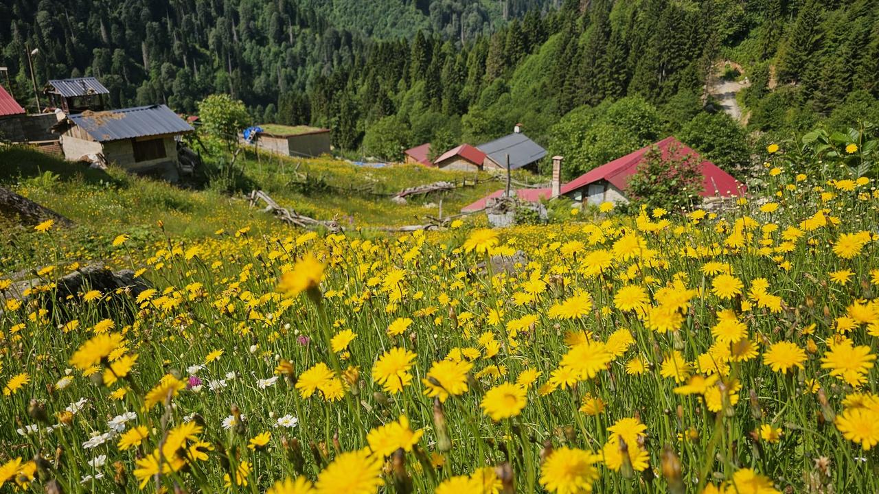 Yellow wildflowers bloom around traditional highland houses surrounded by dense forests in Camlihemsin, Rize, northeastern Türkiye, July 15, 2026. (AA Photo)