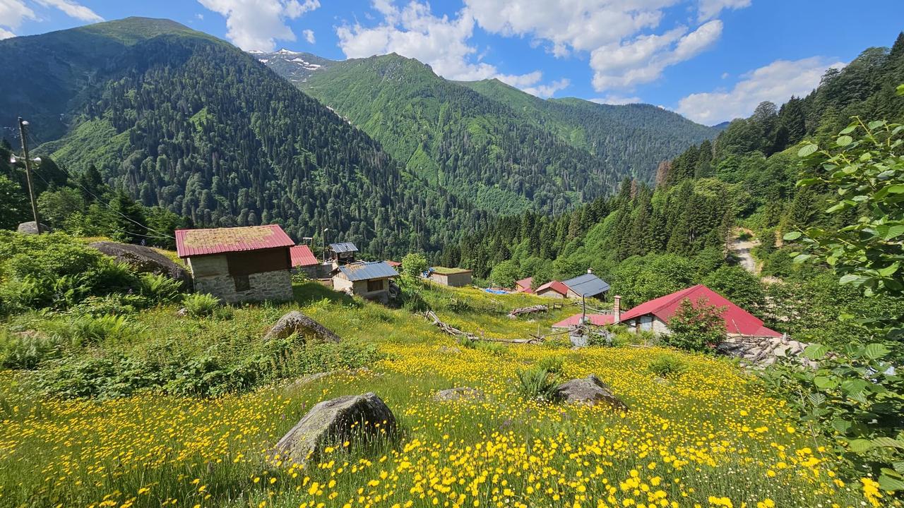 Flower-covered meadows stretch toward forested mountain slopes near Ayder Plateau in Kackar Mountains National Park, Rize, northeastern Türkiye, July 15, 2026. (AA Photo)