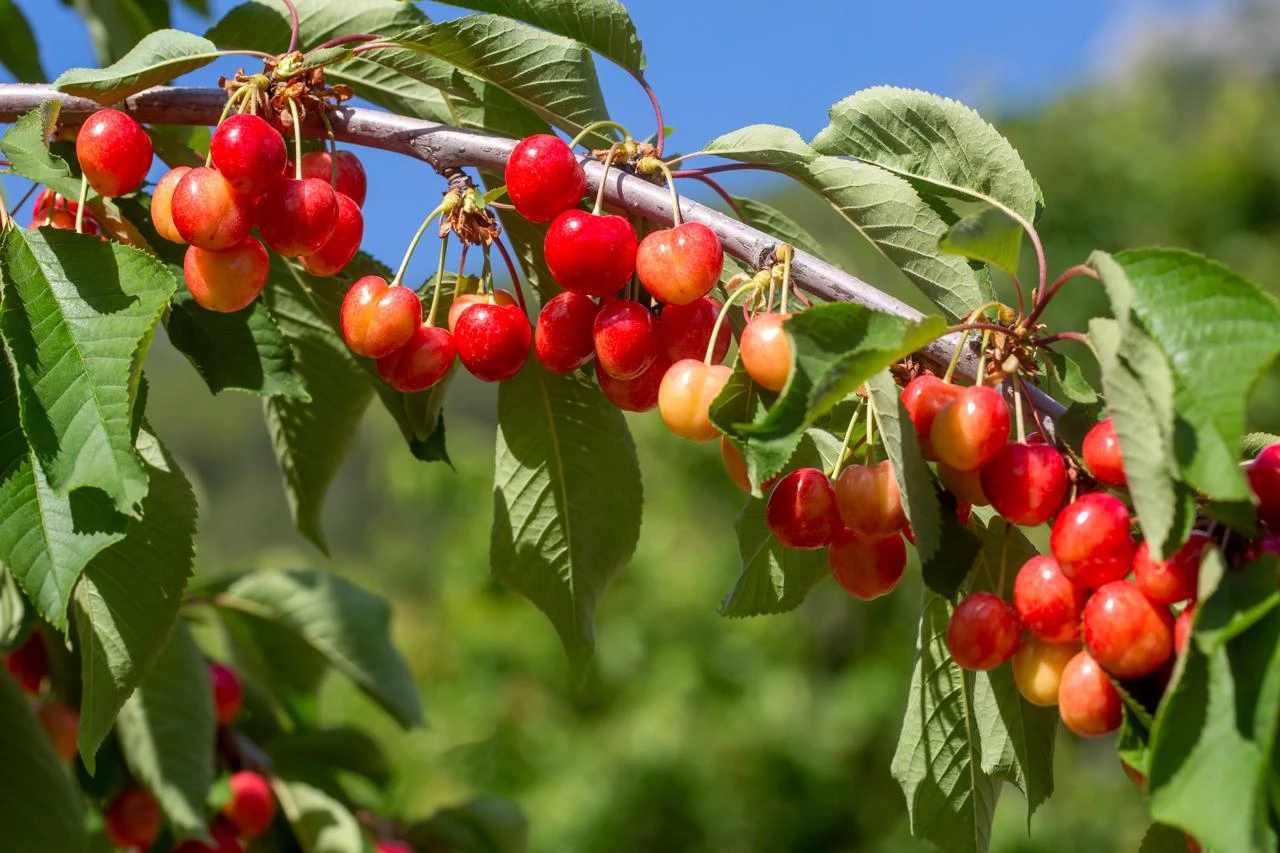 Russia restricts Turkish stone fruit imports as pesticide fears grow