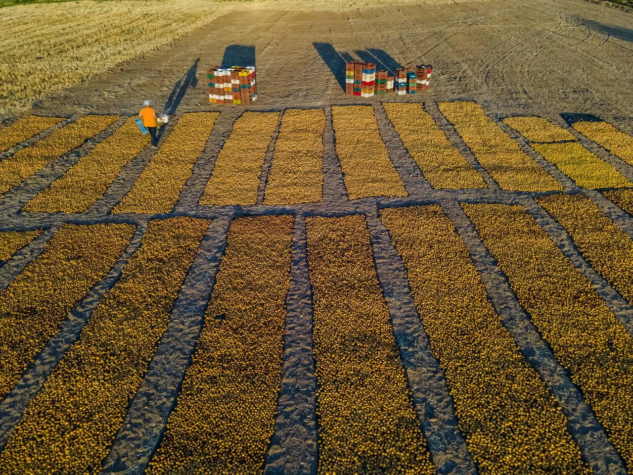 Apricots are laid out to dry after harvest in Malatya, Türkiye. (Adobe Stock Photo)