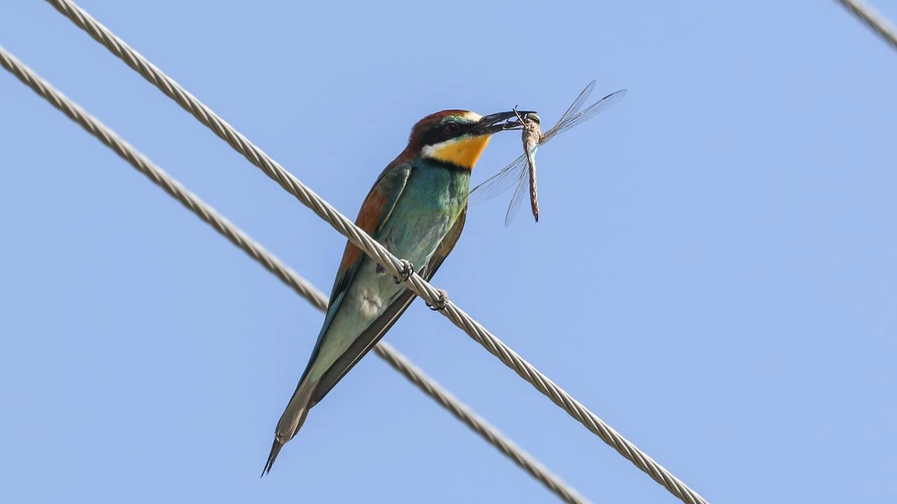 Birds stay put as heat climbs at Türkiye's tallest peak 