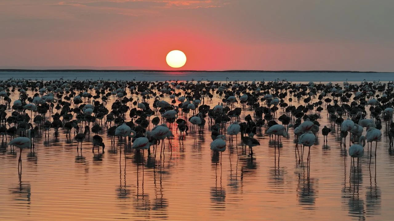 Flamingo chicks at Lake Tuz hit five-year high