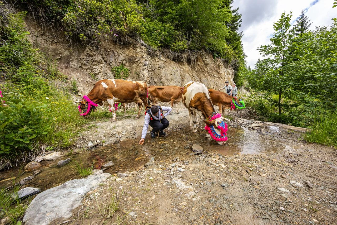 Decorated herds, music and horon mark Trabzon’s highland migration