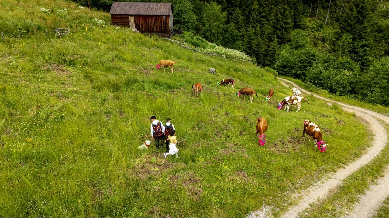 Local breeders guide their cattle across a lush green hillside during the traditional seasonal migration in the Tonya district of Trabzon, Türkiye, July 1, 2026. (AA Photo)