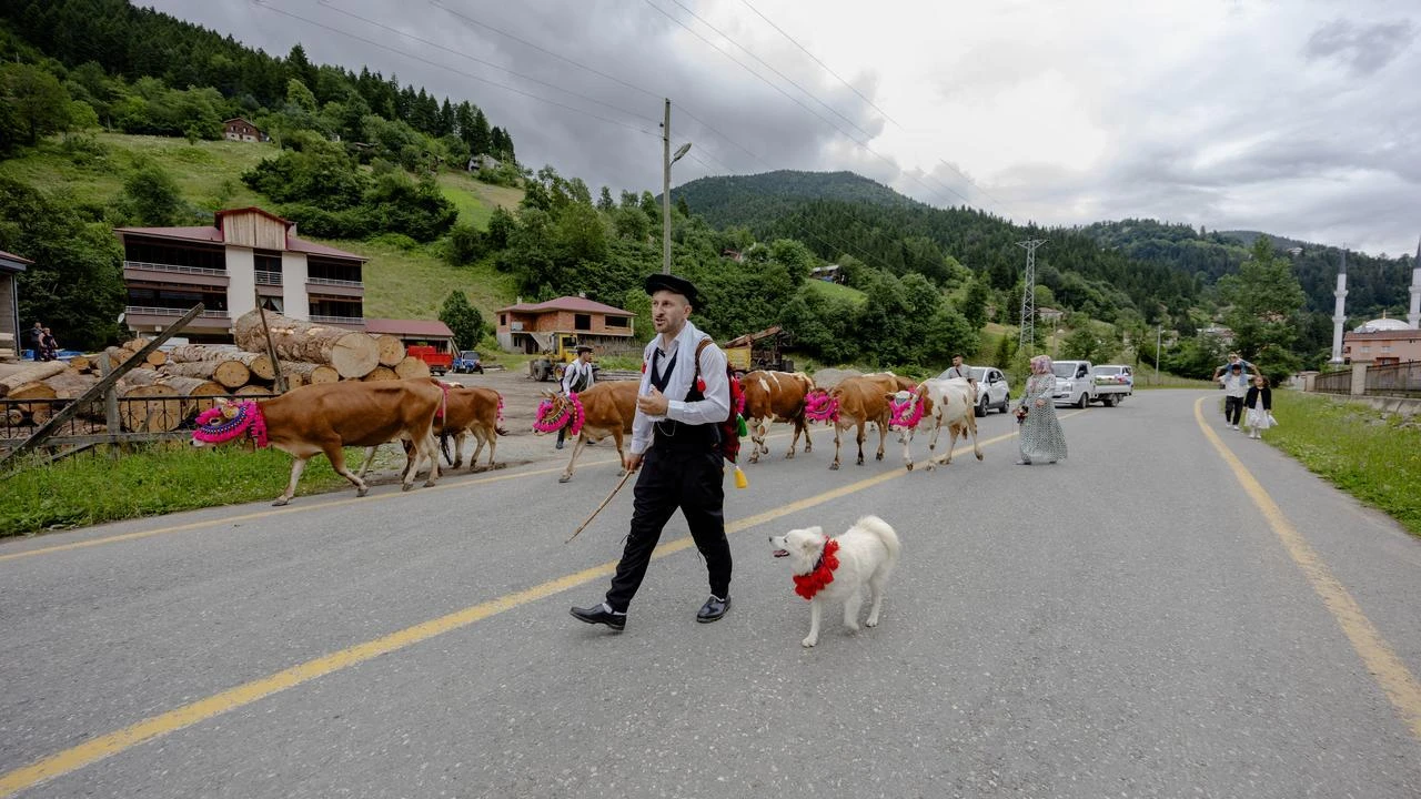 Local breeders guide their cattle across a lush green hillside during the traditional seasonal migration in the Tonya district of Trabzon, Türkiye, July 1, 2026. (AA Photo)