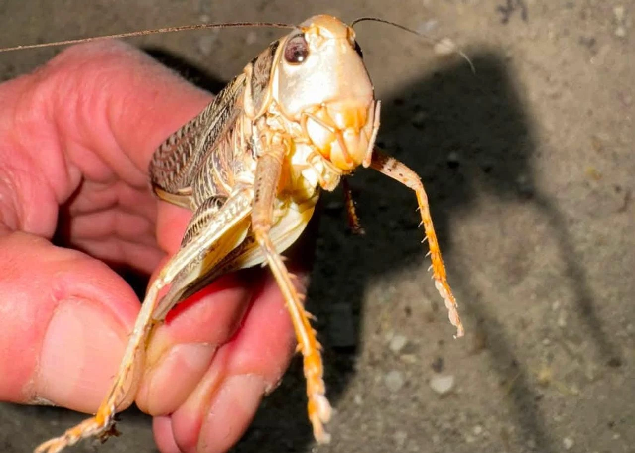 A giant carnivorous grasshopper is held after being spotted in Polatli, Ankara, Türkiye, July 22, 2026. (IHA Photo)