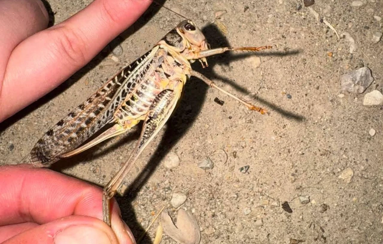 A giant carnivorous grasshopper is held after being spotted in Polatli, Ankara, Türkiye, July 22, 2026. (IHA Photo)