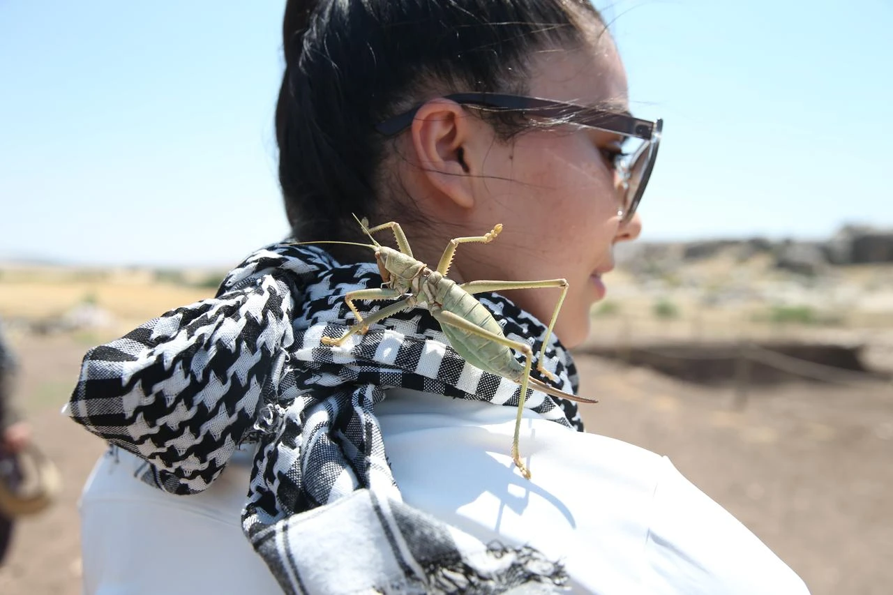 A carnivorous grasshopper rests on a woman’s shoulder during field observations in Türkiye, July 22, 2026. (AA Photo)