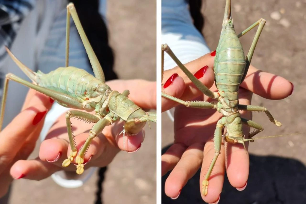 Giant carnivorous grasshopper found to benefit agriculture