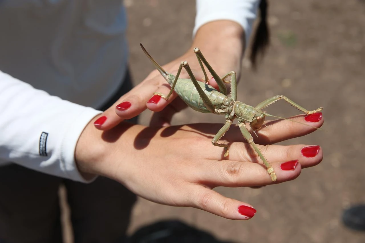 A woman holds a carnivorous grasshopper during field observations examining its benefits to agricultural areas in Türkiye, July 22, 2026. (AA Photo)
