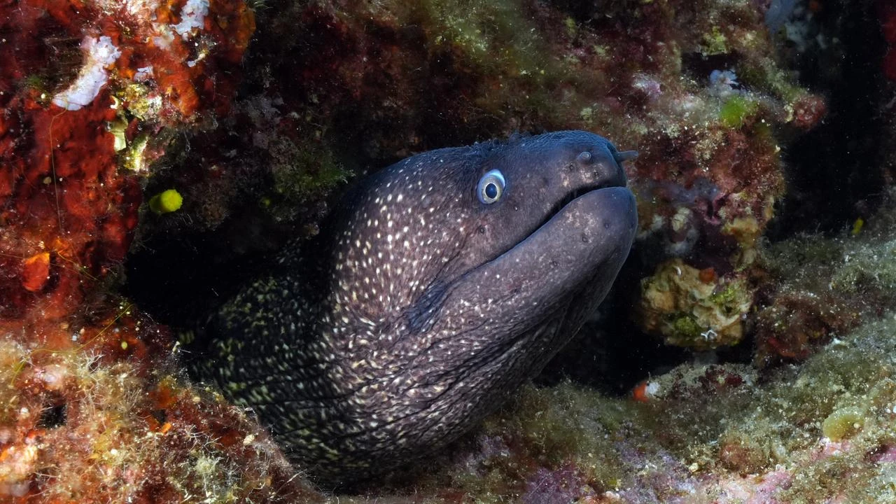 Beneath the surface: Ekincik Bay's hidden underwater paradise