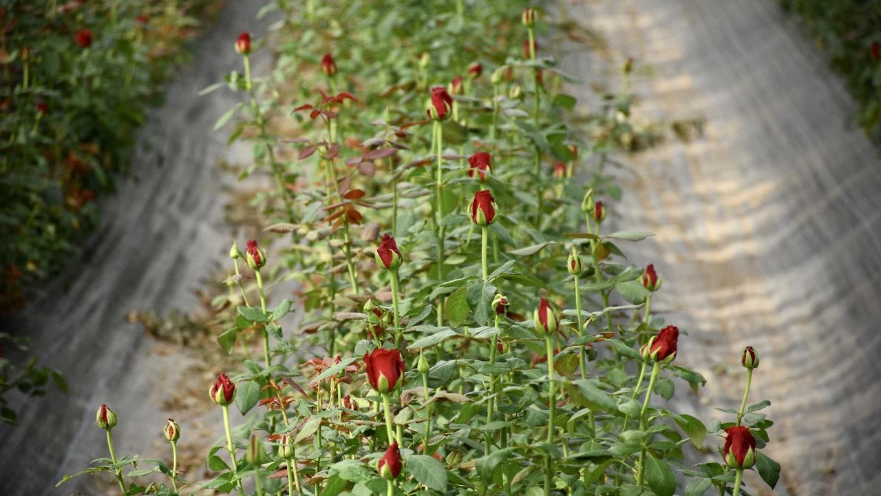 Türkiye's grant-backed greenhouse in Samsun blooms with roses