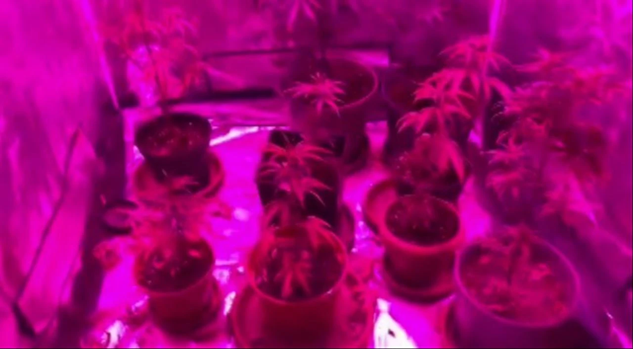 Cannabis plants are seen growing in pots beneath specialized lighting during a gendarmerie raid in Inegol, Bursa, Türkiye, July 23, 2026. (IHA Photo)