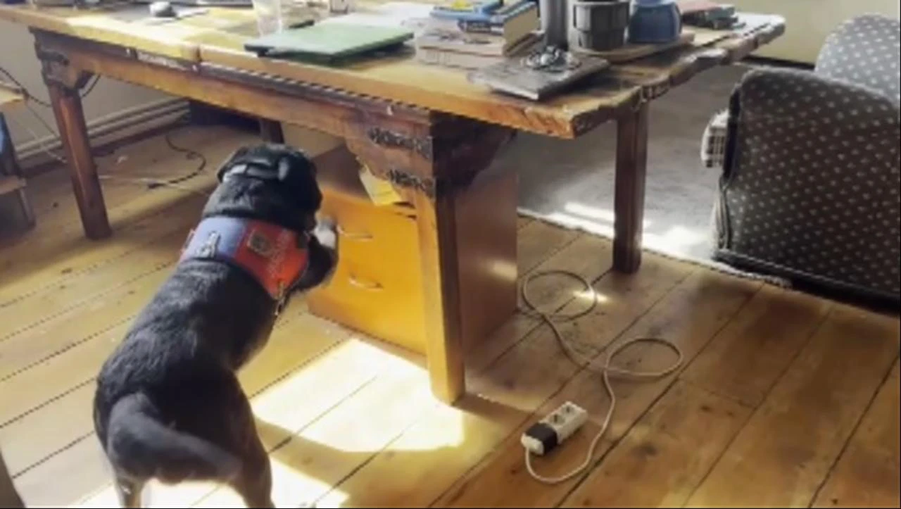 A narcotics detection dog searches beneath a desk during the gendarmerie operation at the residence in Inegol, Bursa, Türkiye, July 23, 2026. (IHA Photo)