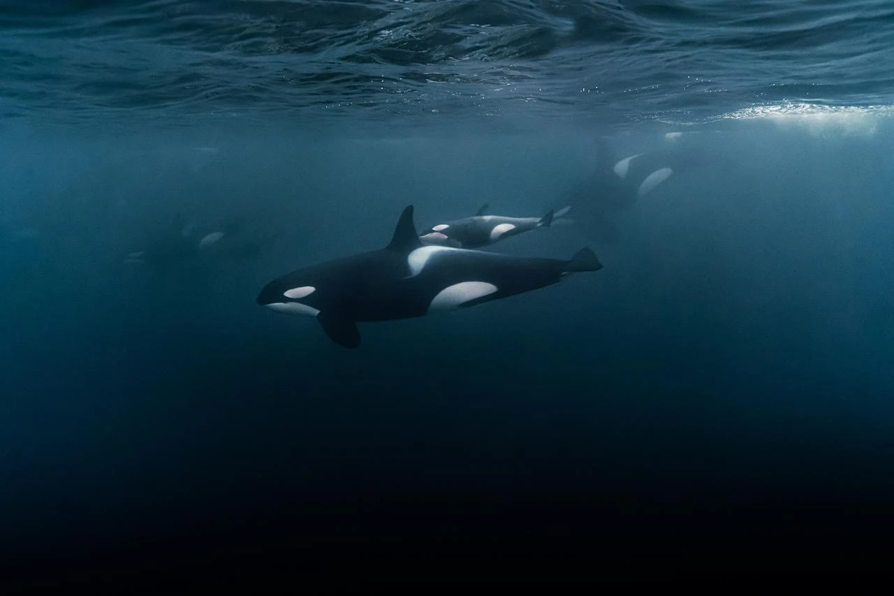 Orcas might be turning sunfish into confetti for fun