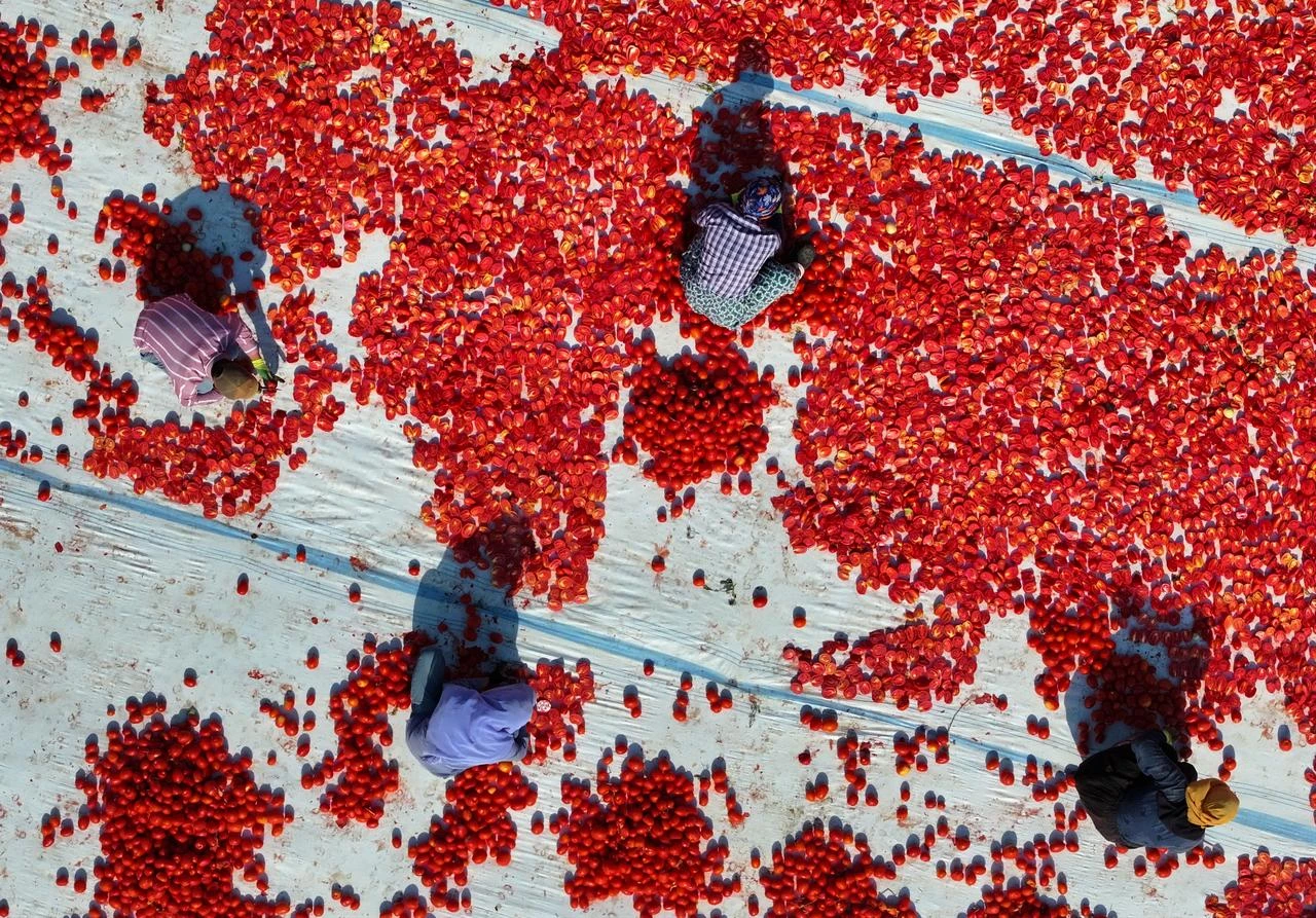 An aerial view of workers cutting and laying tomatoes to dry under the sun in Torbali district of Izmir, Türkiye, on July 23, 2026. (AA Photo)