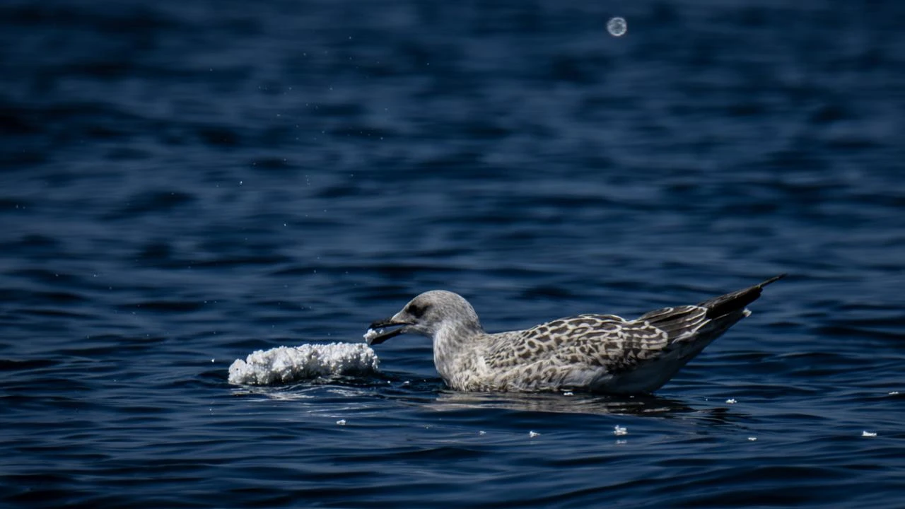 What gulls swallow near Istanbul reveals a hidden threat at sea