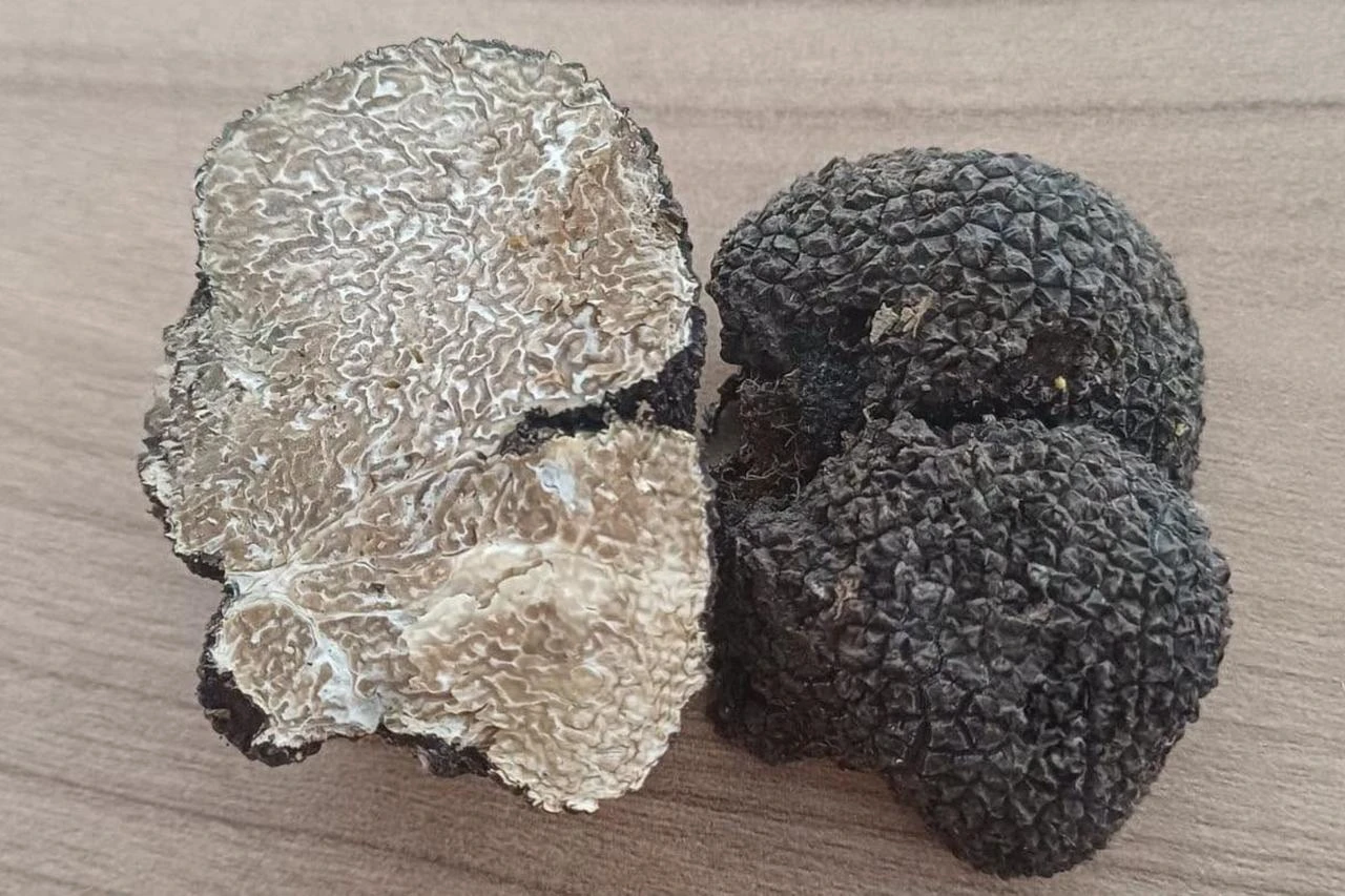 Worth up to $5,000 a kilo: Dogs teach Türkiye's next truffle hunters
