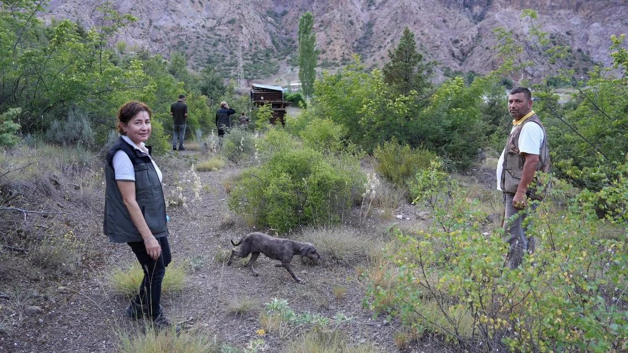 Truffle-hunting dogs train new producers in Türkiye's Artvin province. (IHA Photo)