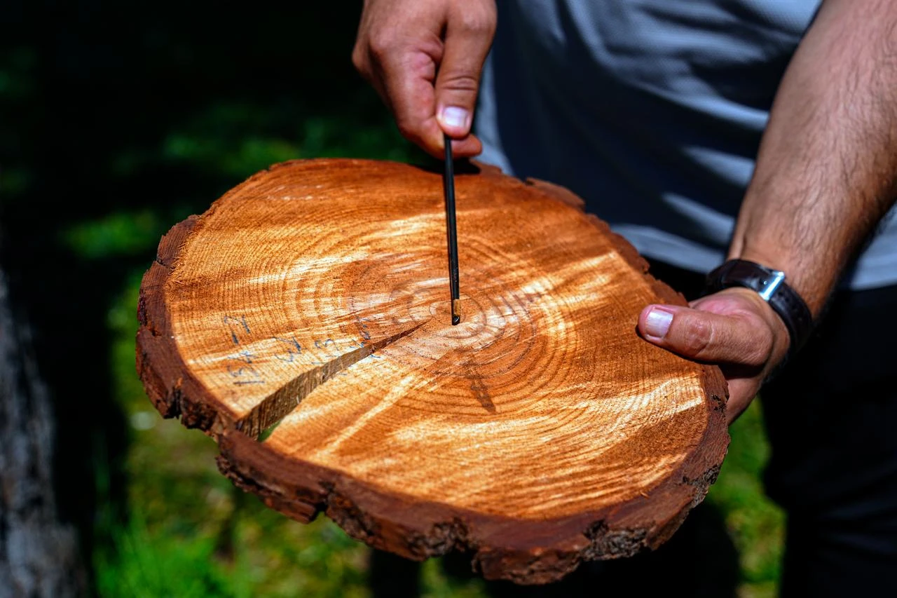 Tree rings reveal history of droughts, fires and climate change