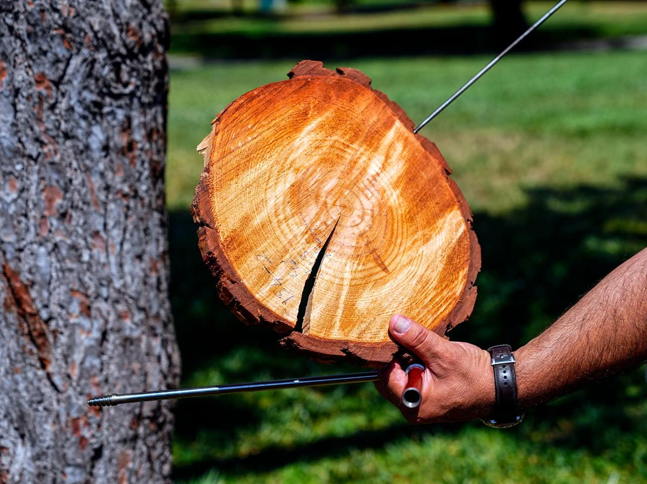 Prof. Dr. Makineci demonstrates how annual tree rings reveal a tree's age and preserve a record of past droughts, fires, pollution, and climate change. (AA Photo)