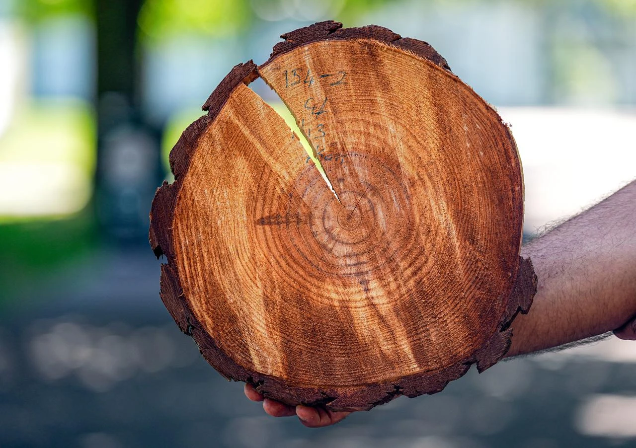 Prof. Dr. Makineci demonstrates how annual tree rings reveal a tree's age and preserve a record of past droughts, fires, pollution, and climate change. (AA Photo)