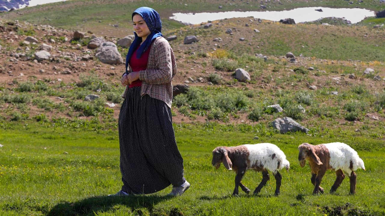 Young nomadic woman hand-raises rejected lambs in eastern Türkiye