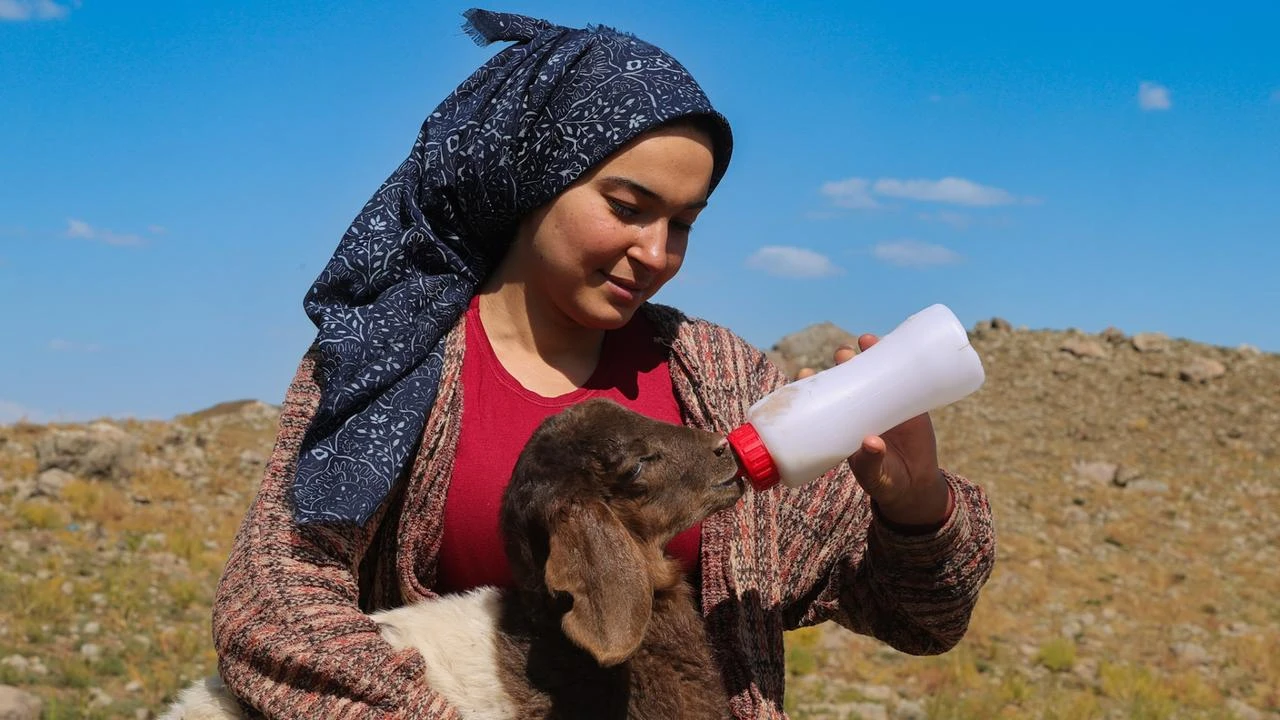 Meet Halime, the Turkish nomad girl raising abandoned lambs