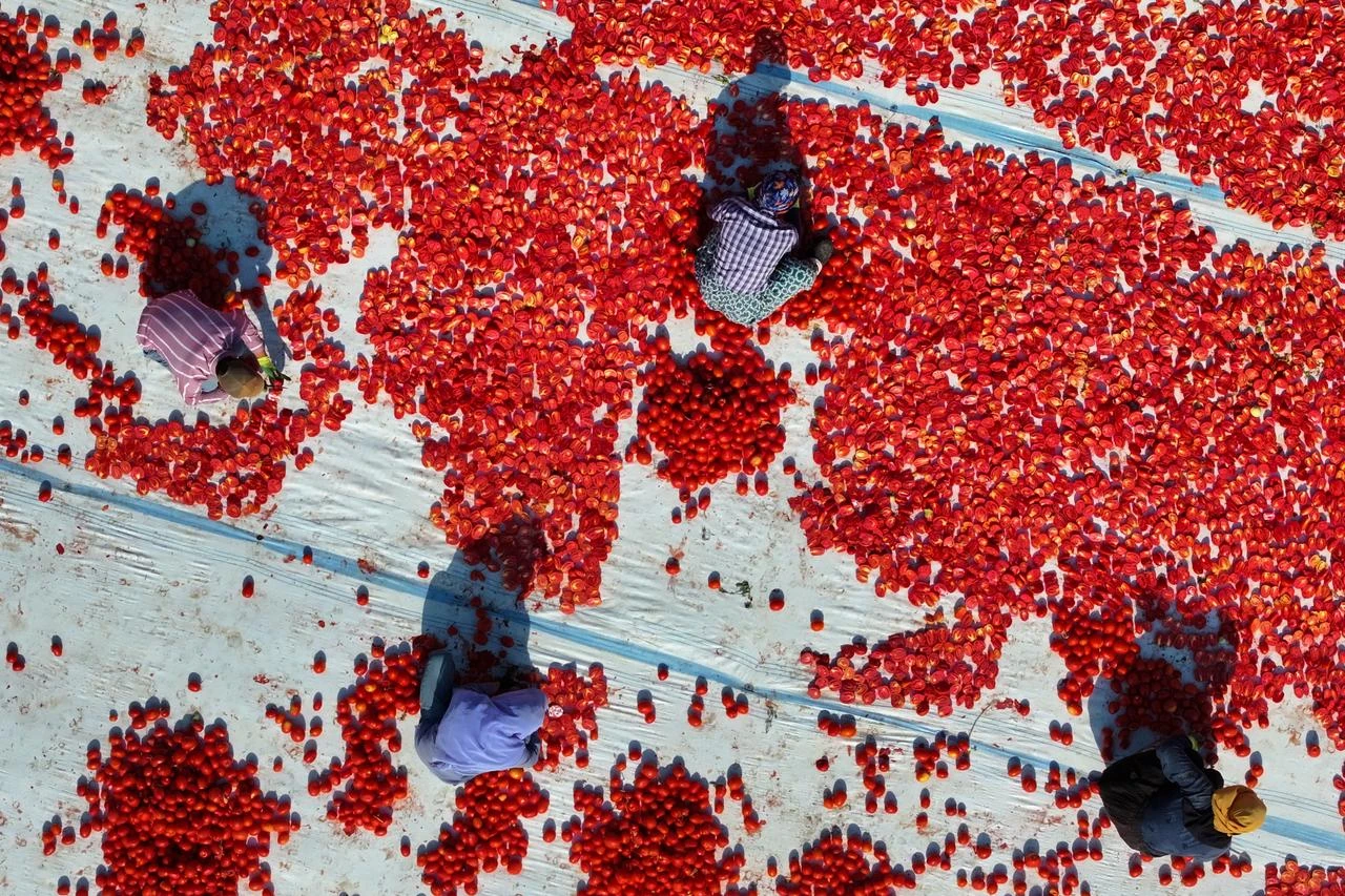 Türkiye generates $61M from dried tomato exports to 91 countries in 1st half of 2026