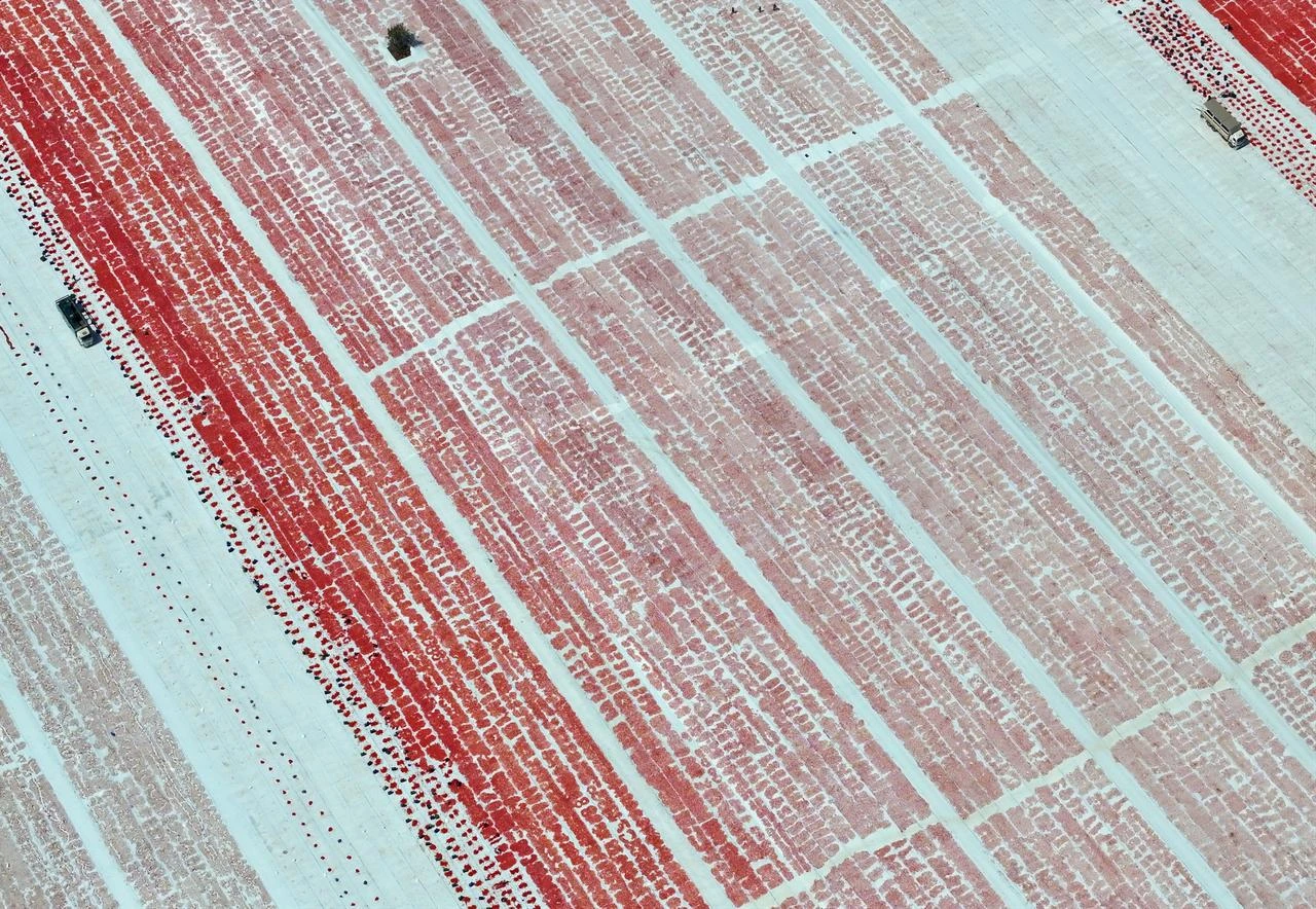 An aerial view of workers cutting and laying tomatoes to dry under the sun in Torbali district of Izmir, Türkiye on July 23, 2026. (AA Photo)