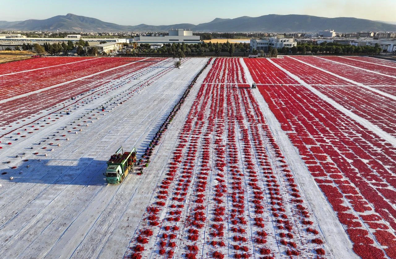 An aerial view shows a field where agricultural workers cut and arrange freshly harvested tomatoes on large mats for sun-drying in Izmir, Türkiye, on July 25, 2026. (AA Photo)