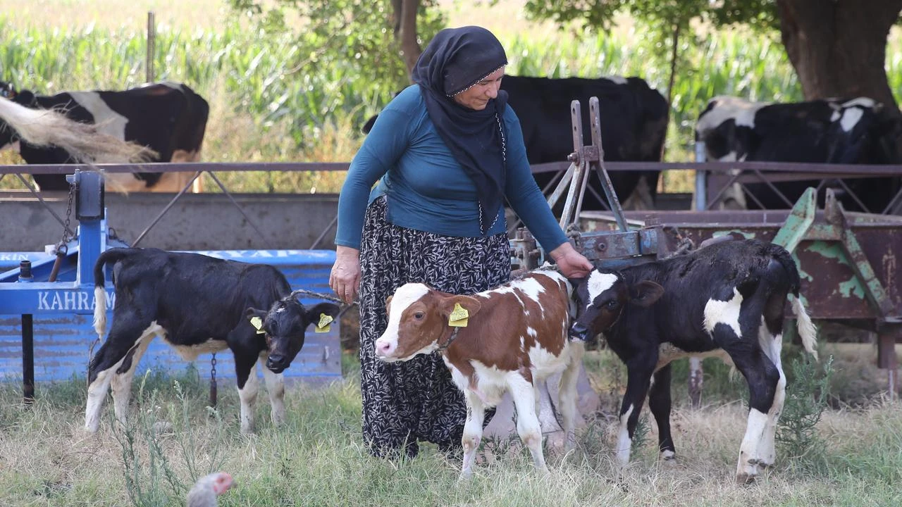 Triplet calves bring rare joy to Adana cattle farm