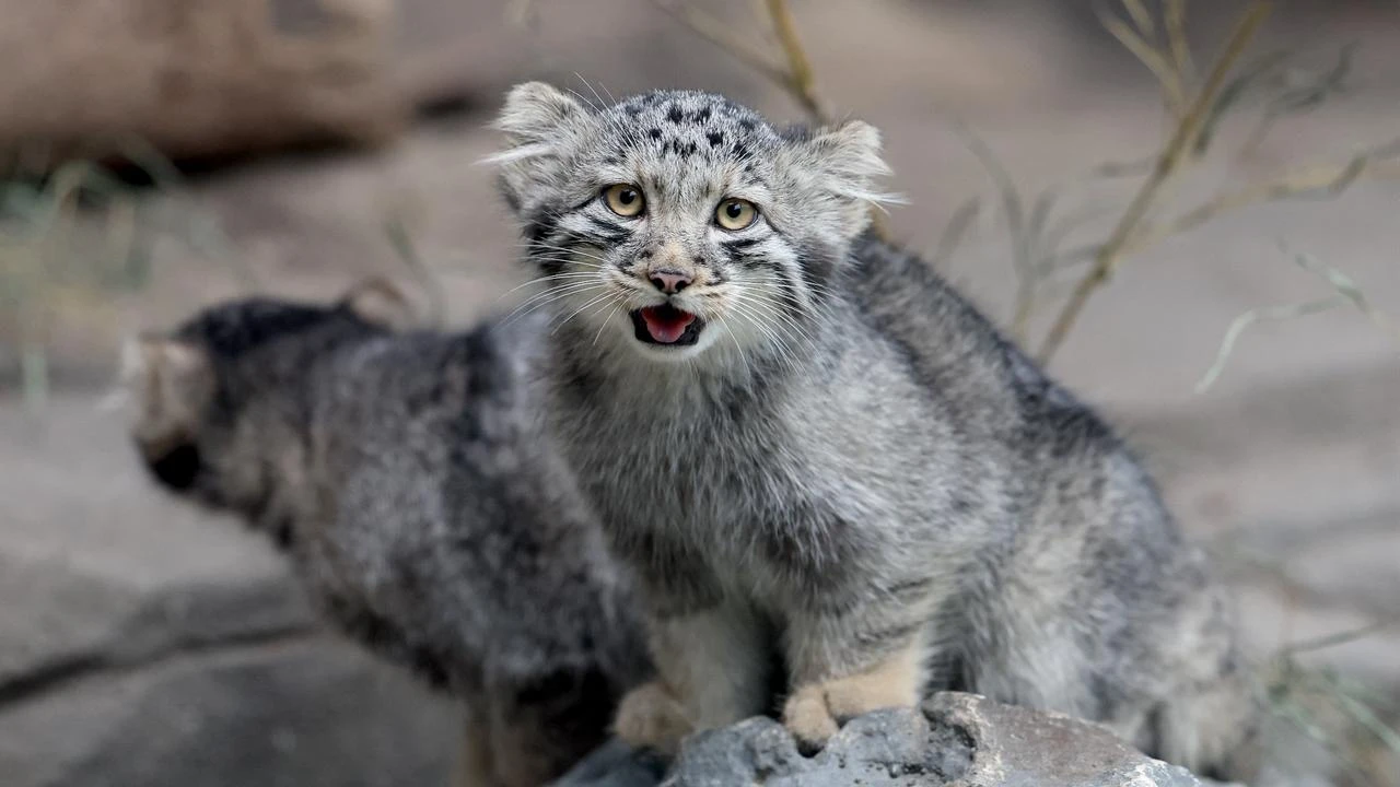 World's grumpiest cat species welcomes five kittens in Japan