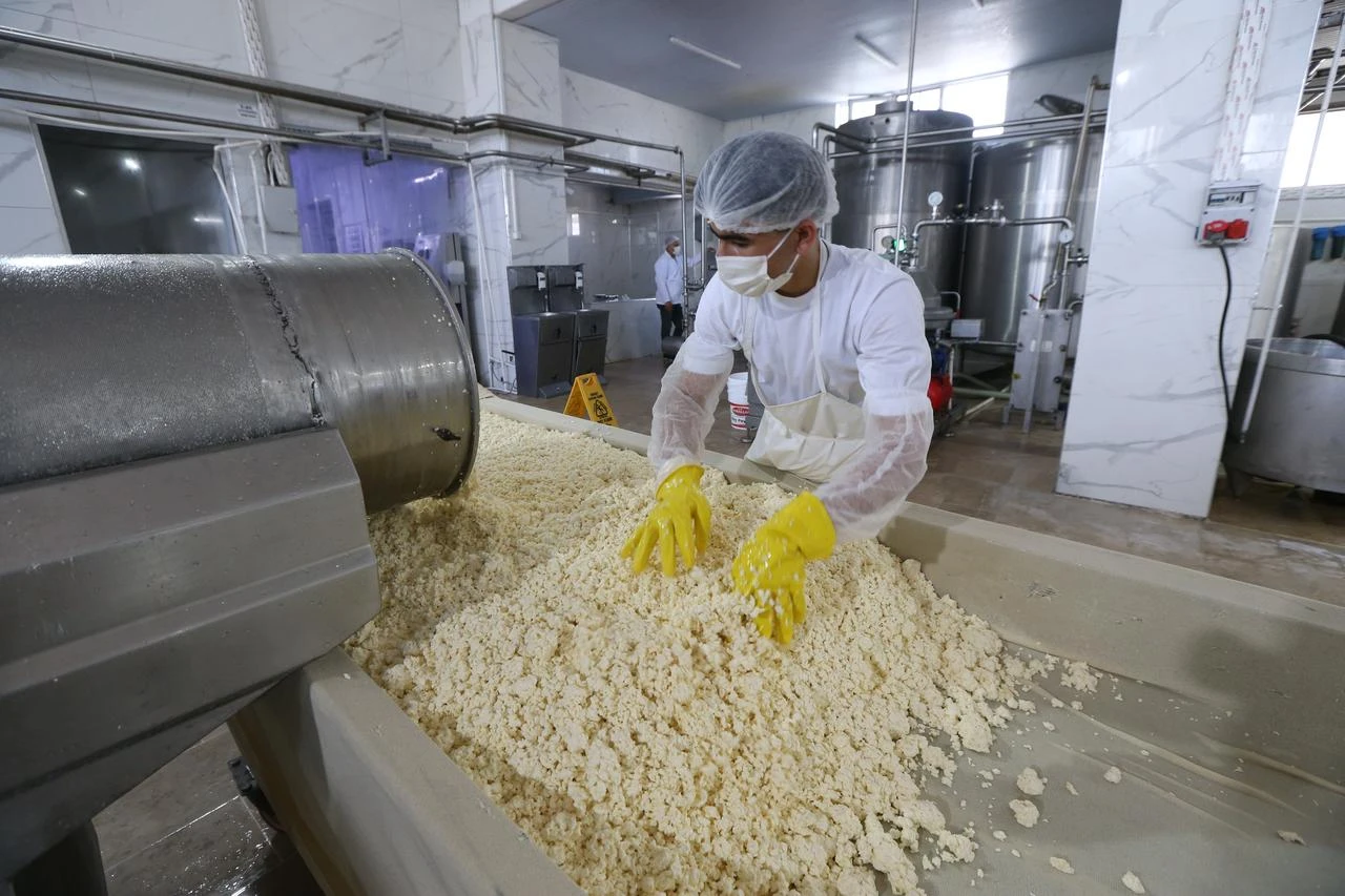 A worker processes cheese curds during kaşar and gruyere production at a dairy facility in Kars, Türkiye, July 27, 2026. (AA Photo)