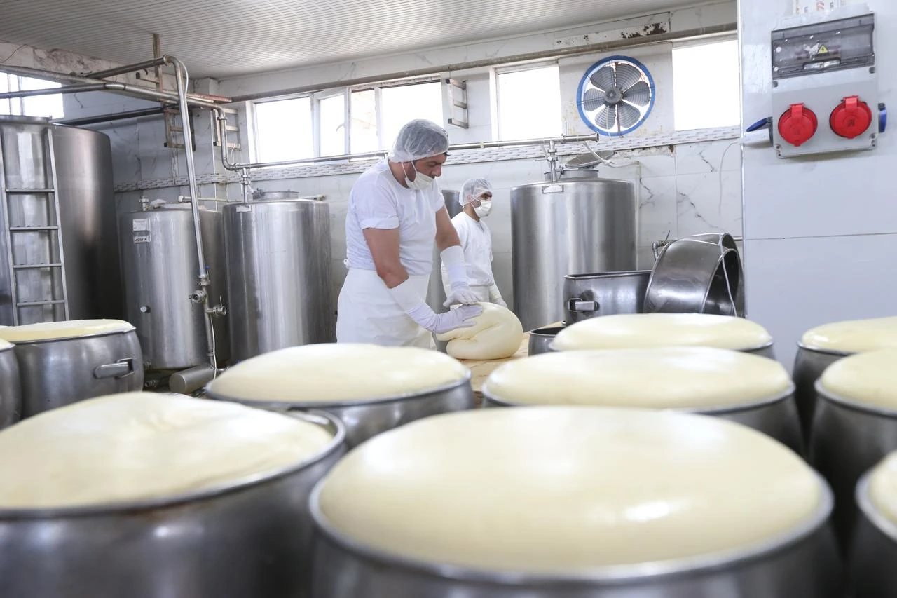 Workers shape cheese during production at a dairy facility in Kars, Türkiye, July 27, 2026. (AA Photo)