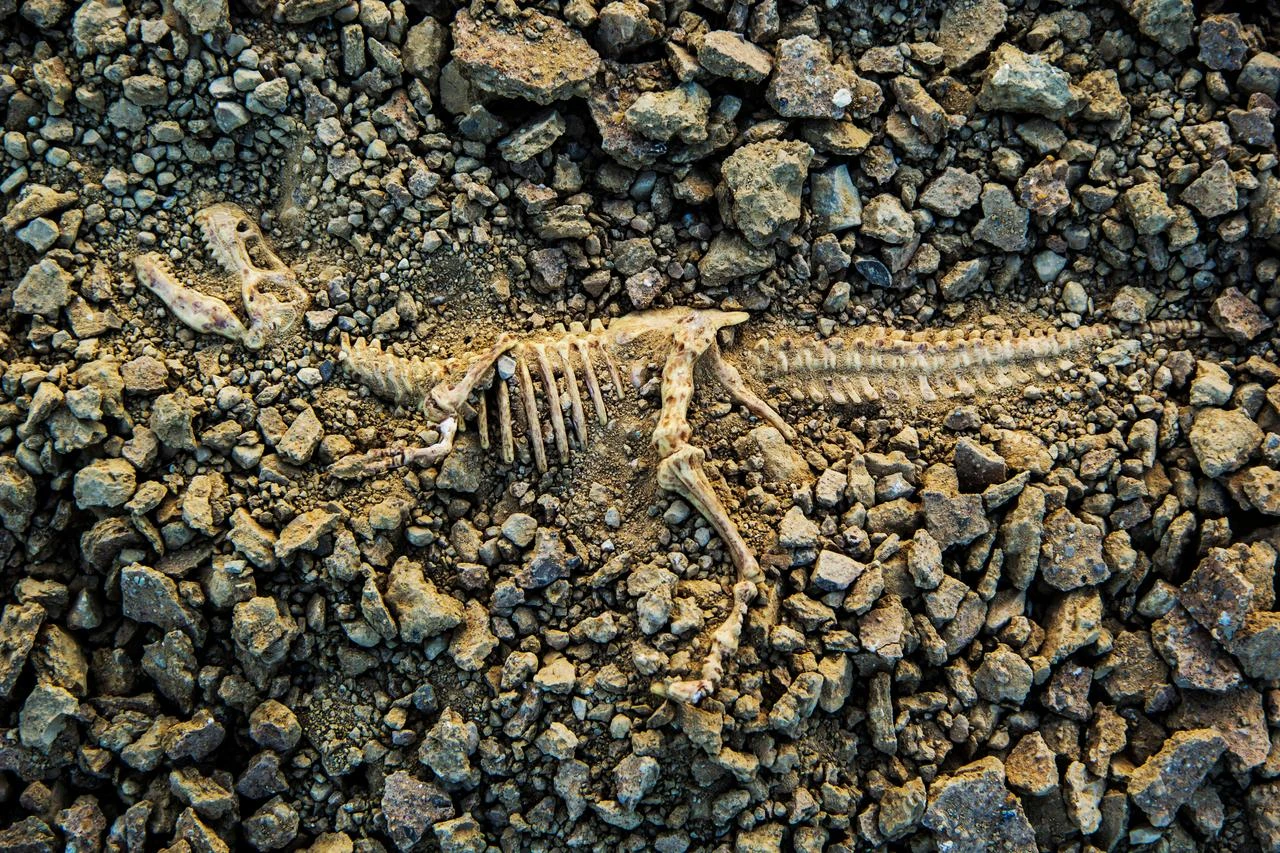 Scientists discover new 210-million-year-old dinosaur species in Zimbabwe