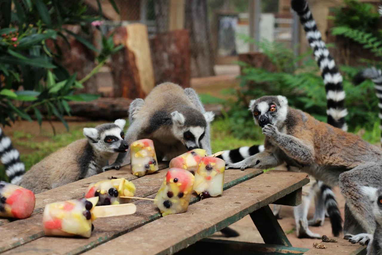 Antalya zoo animals stay cool with frozen fruit amid 40°C heat