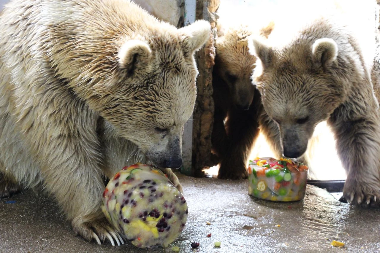A family of seven brown bears enjoys frozen fruit treats as part of the park's summer animal welfare program. Antalya, Türkiye, July 3, 2026. (AA Photo)