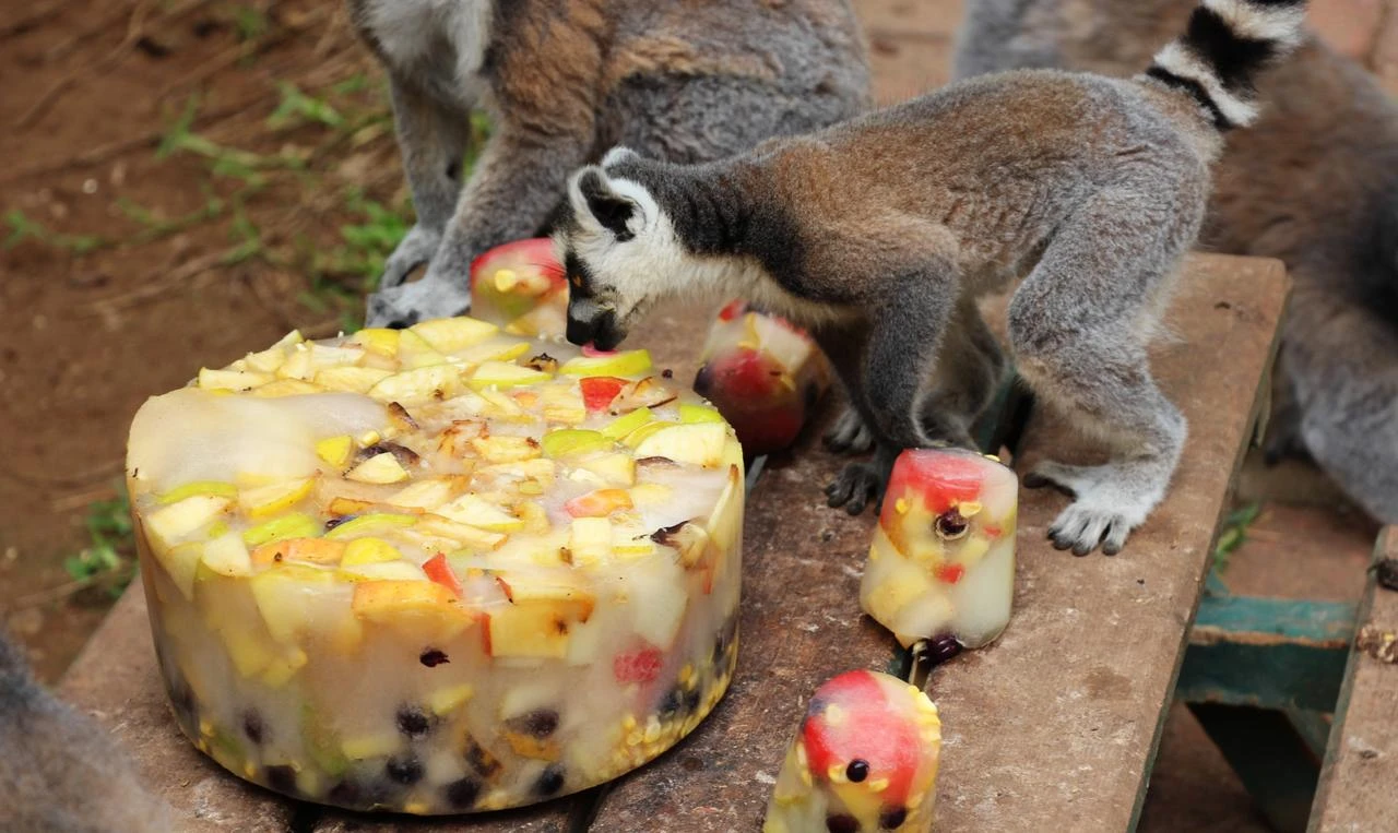 Lemurs eat popsicle-style frozen fruit treats prepared by keepers as part of a special summer diet. Antalya, Türkiye, July 3, 2026. (AA Photo)
