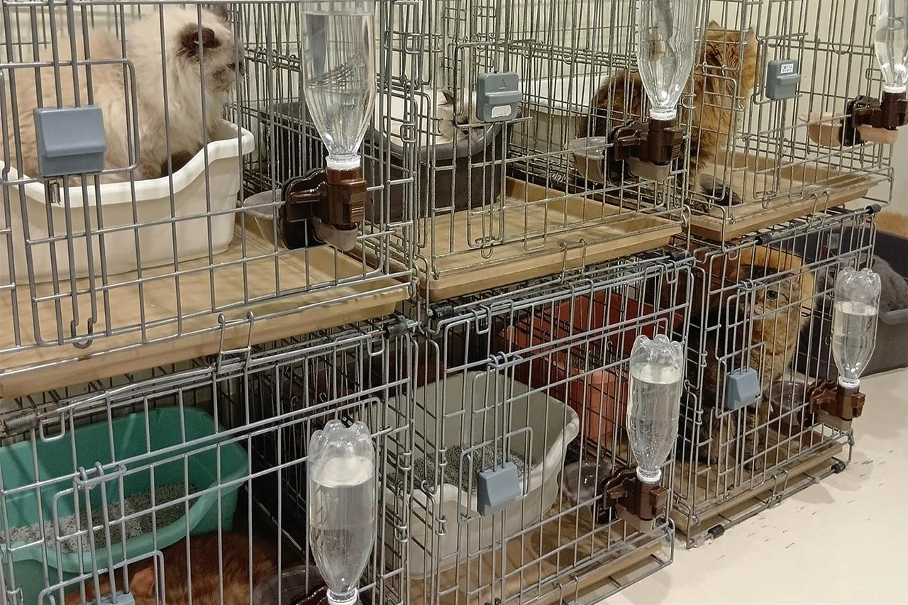 Rescued cats are seen at a MOFF facility in Hiroshima on July 29, 2026, after they were rescued from a MOFF cat cafe at Aeon Mall in Kumamoto following the earthquake on July 28. (AFP Photo)