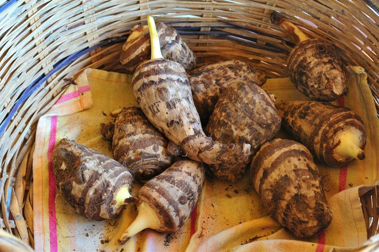 Freshly harvested kolokasi roots rest in a woven basket, their earthy appearance reflecting the crop’s long agricultural history in Cyprus. (Photo via Merlin and Rebecca’s Blogspot)