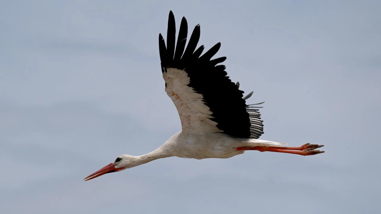Storks in Türkiye's Edirne gear up for their long migration journey 