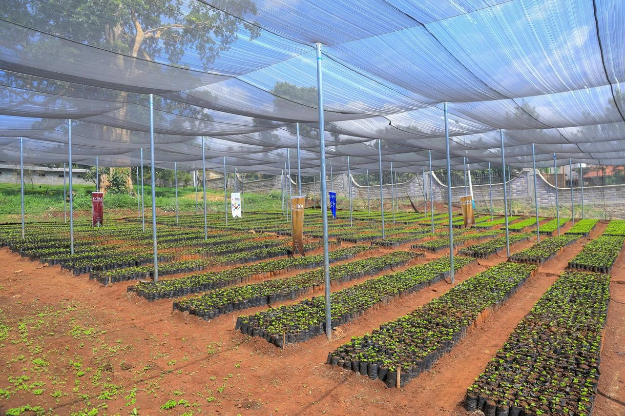 Rows of young coffee and fruit seedlings are seen at a TIKA-supported production facility established in cooperation with Jimma University in Ethiopia. (AA Photo)