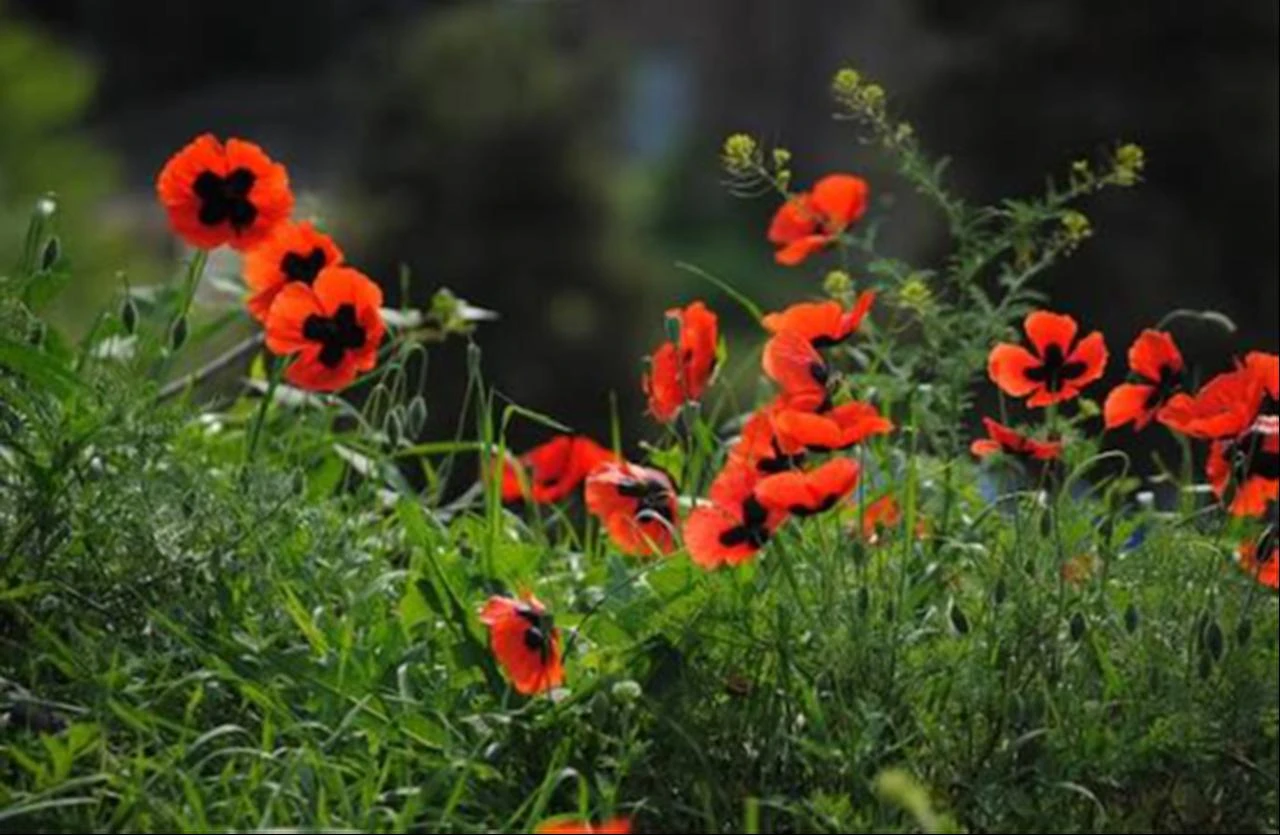 Papaver flowers of Armenia, accessed on July 30, 2026. (Photo via Hike Armenia)