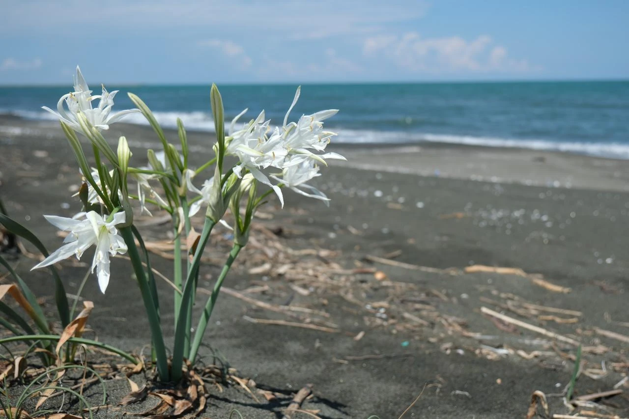 Picking Türkiye's protected sand lilies can cost you ₺699,000
