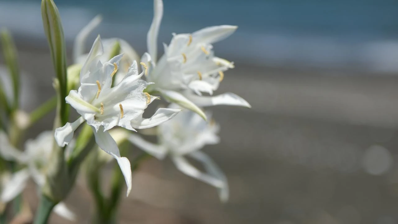 Sand lilies, a protected plant species native to Turkiye, decorate the beaches of the Terme district in Samsun province. (AA Photo)
