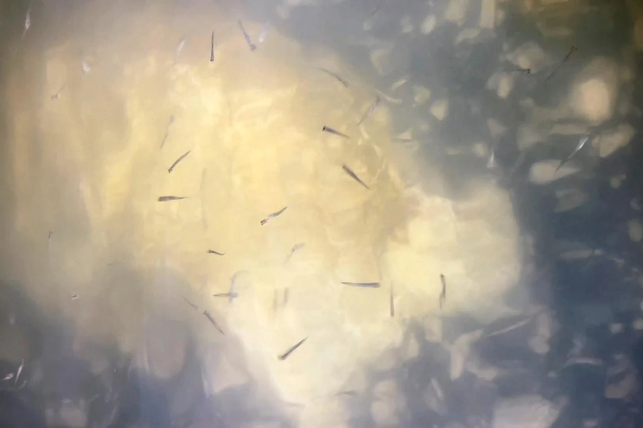 Millions of pearl mullet return to Lake Van as spawning season nears end