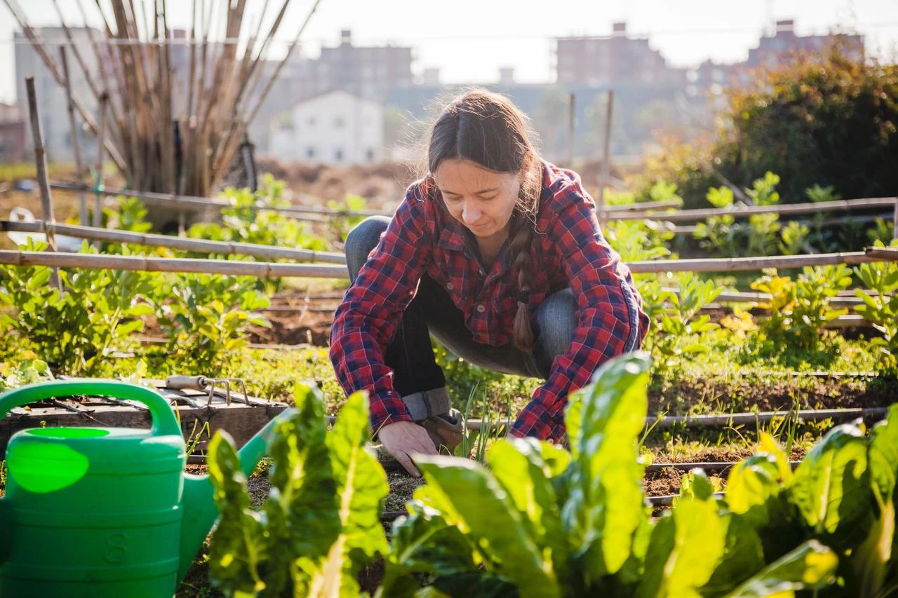 A woman tends vegetables in an urban garden. (Adobe Stock Photo)